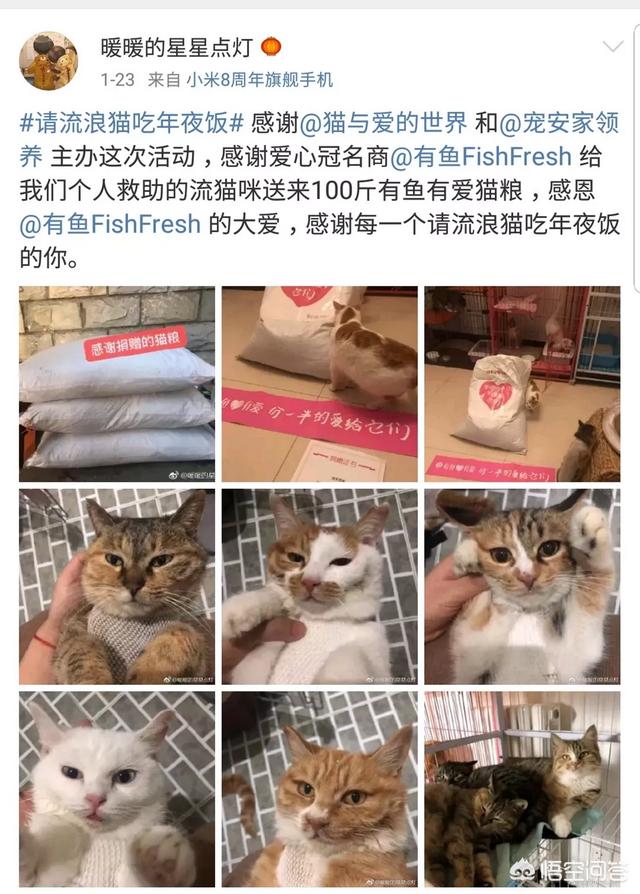 幸运土猫基地:幸运土猫电话 猫与爱的世界的请流浪猫吃年夜饭的活动，现在进行到什么程度了？