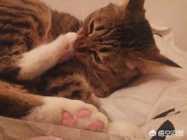 大脸猫图片呆萌:猫咪的肉垫可以萌到什么程度？