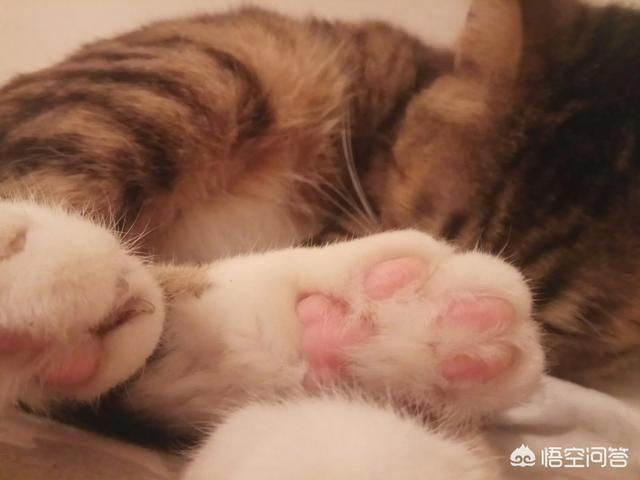 大脸猫图片呆萌:猫咪的肉垫可以萌到什么程度？