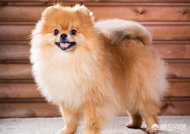 打博美犬视频大全:博美犬犯错之后会有哪些常见的反应？