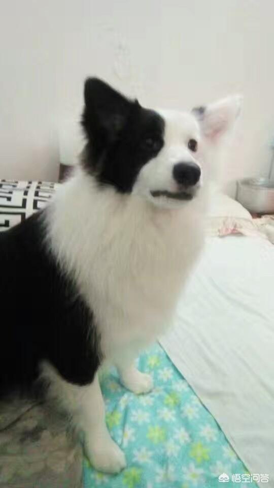 蓝湾牧羊犬打架视频:为什么边牧不爱跟别的狗一起玩呢？