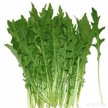 曲麻菜、荠菜、苦菜、婆婆丁都是春季常见的野菜,怎么吃比较好？