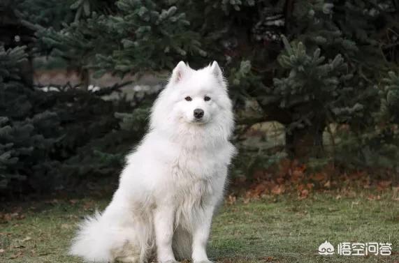 萨摩耶犬价格:普通人养一只萨摩耶犬一年需要花费多少钱？