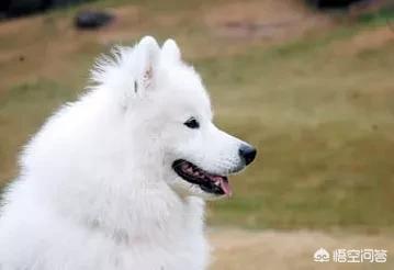萨摩耶犬价格:普通人养一只萨摩耶犬一年需要花费多少钱？