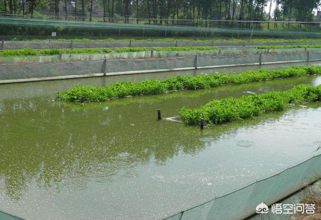 苦力泥鳅 吃虾:泥鳅吃不吃黑壳虾，泥鳅和虾能不能养到一起？