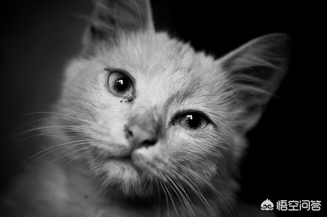 流浪猫绝育后放生:该不该给流浪猫做完节育再找领养人？