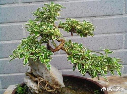 六月雪图片:北方二月底时，适合六月雪移栽吗？