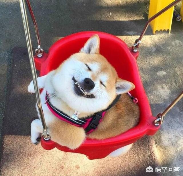 世界上最萌的狗:爱笑的狗狗，大家知道有几种吗？