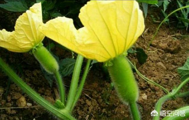 头条问答 冬瓜的种植技术要点有哪些 如何种好冬瓜 85个回答