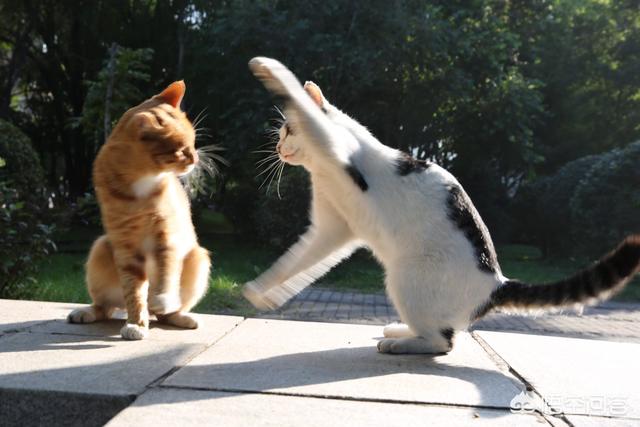 褴褛猫性格:猫喜欢抓人咬人，脾气暴躁，这猫有狂犬病吗？
？