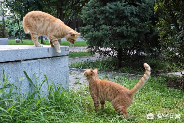 褴褛猫性格:猫喜欢抓人咬人，脾气暴躁，这猫有狂犬病吗？
？