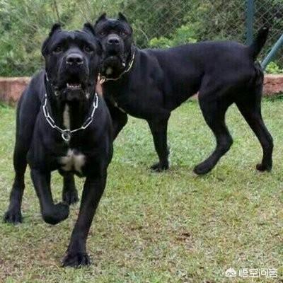 阿拉拜犬与卡斯罗犬打斗视频:什么猛犬可以打败高加索犬？为什么？
