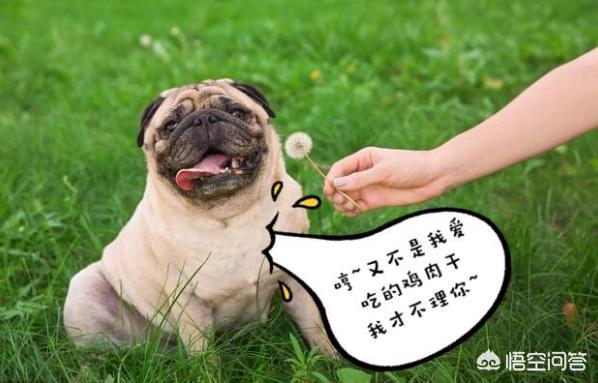 世界上最悲伤的狗狗八哥犬:巴哥犬爱干净，又友善，为什么养的人还是那么少？