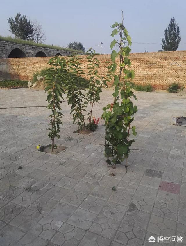 淘宝蛋龟之家怎么样:想买车厘子树苗，淘宝上的苗靠谱吗？