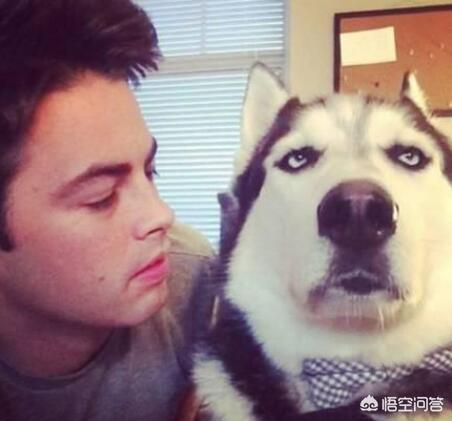 狗狗向前冲陕西卫视:一般蠢狗狗都会有哪些表现？