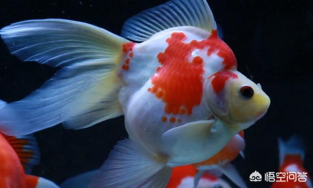 头条问答 如何判断金鱼吃了鱼粮 消化良好 如果消化不良有什么症状 2个回答