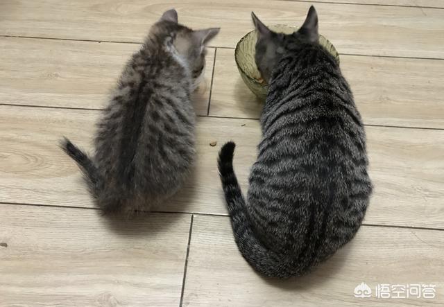 萌小狗俊介君:#萌星人成长记#你还记得你的第一个宠物是怎么养的吗？ 小狗俊介