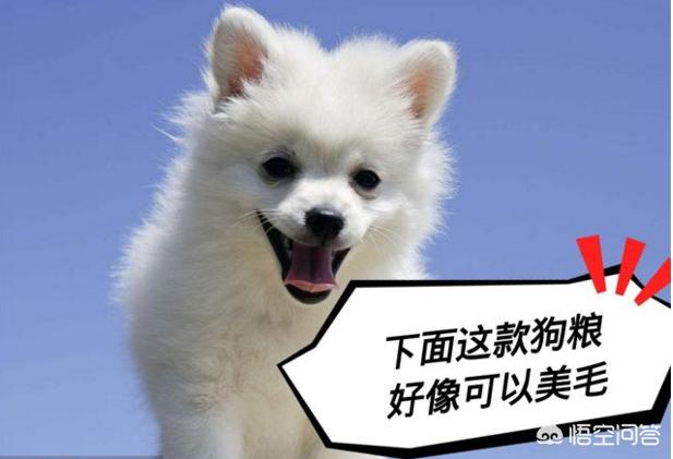 英系博美会不会有味道:怎么判断博美犬是否有虫？ 英系博美是尖嘴吗