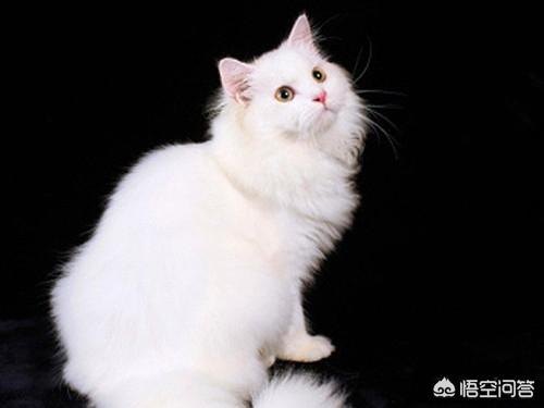 猫咪尿频:临清狮猫尿频尿急会自己好吗？