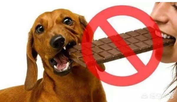 狗为什么不能吃巧克力:狗狗不小心吃了巧克力面包，该怎么办？