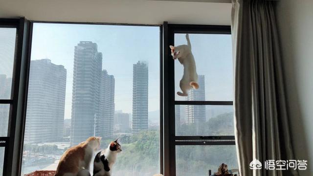 猫狗:你回家过年的时候，会把家里养的猫狗一起带回去吗？