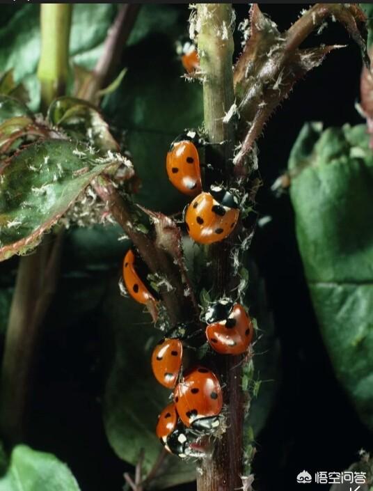 绿宝树 蚜虫:怎么防治果树的蚜虫、红蜘蛛？