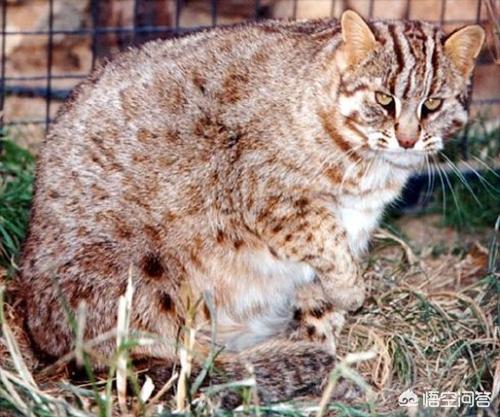 野生豹猫吃了有什么用:被野猫咬过的肉吃了会怎么样？ 野生豹猫最大能长多大