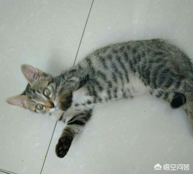 狸花猫图片高清:狸花猫会不会保护自己的主人？为什么？