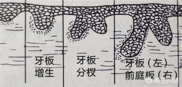 牙齿折断有几种:有什么动物的牙齿是可以再生的吗？