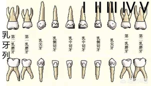 牙齿折断有几种:有什么动物的牙齿是可以再生的吗？