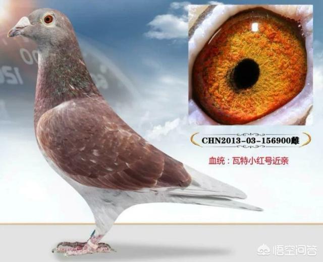 下鸟啦网:花大价钱买赛鸽天落鸟值得吗？