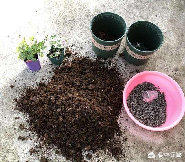 月季花的栽培和管理:月季花很常见，我们应该怎样养护，怎样繁殖呢？