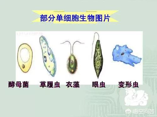 头条问答 单细胞演化速度比多细胞快 为什么没有灭绝多细胞生物 4个回答