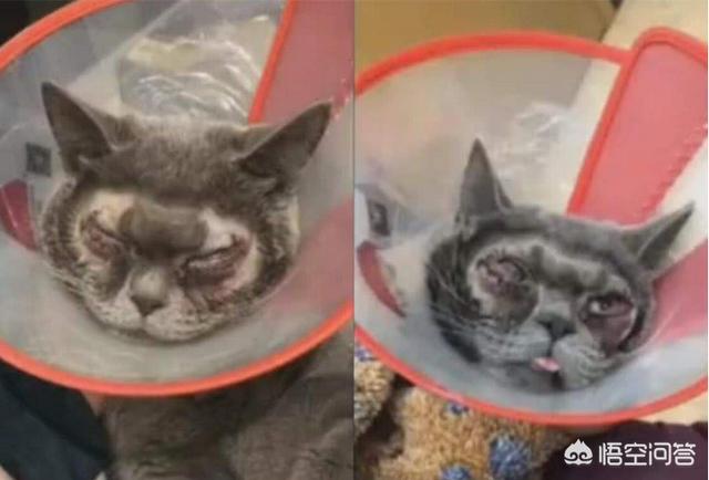 宠物手术床:有人花1万元给自家猫割了双眼皮……有问过猫的感受吗？