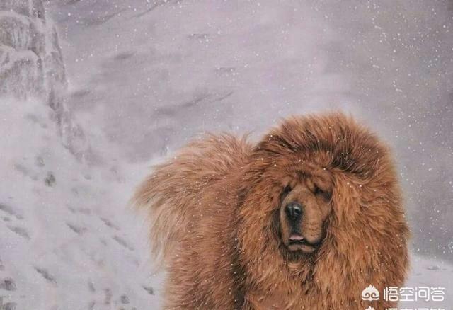 世界最高大的狗的简介:世界上最大的狗叫什么名字 世界上哪些狗的体型比藏獒还要庞大，为什么？