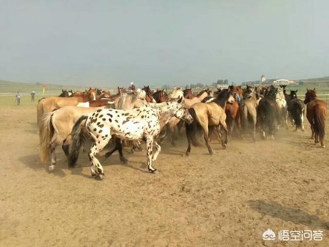 马的种类及图片:肉马多少钱一匹，哪个品种的肉马出肉率最高？