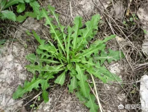 桦南胡伊萱:大棚种植野菜前景怎样，哪些野菜适合大棚种植？