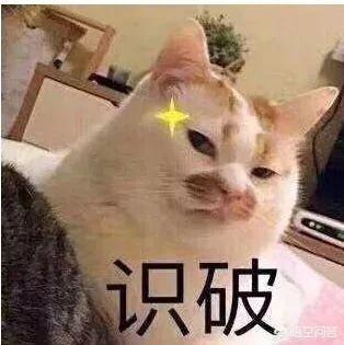 贪睡母女猫:你在养猫时最受不了的地方是什么？