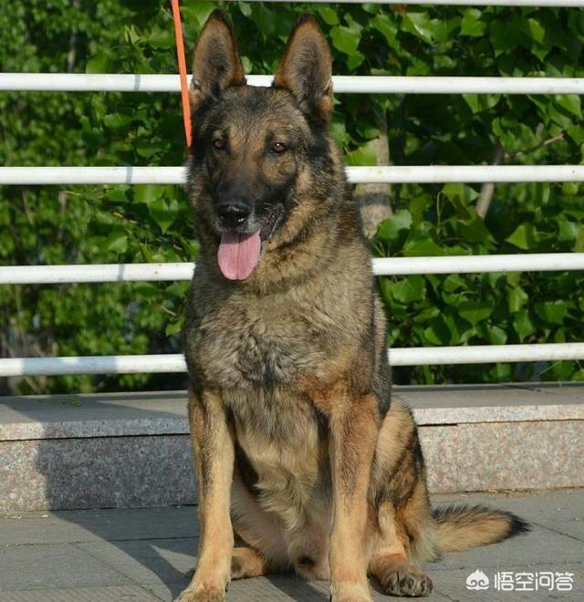 捷克狼犬和狼的基因:国际上的哪些工作犬有德国牧羊犬的血统？为什么？