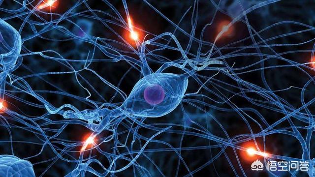 黄胸鹀生物特性:在宏观大视角下，宇宙为什么呈现生物性网络结构特征？