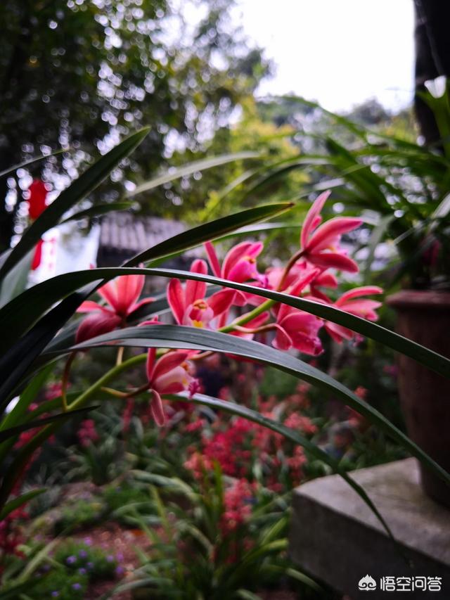 头条问答 你最喜欢的花是什么花 东溪砚农的回答 0赞