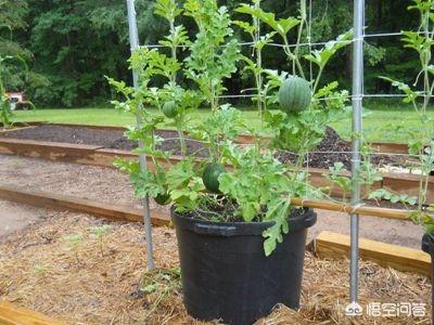瓜叶菊的种子如何播:大棚种植西葫芦如何育苗，并高效栽培？