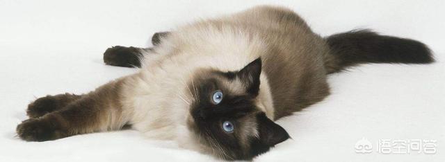 布偶猫园:现在养布偶猫的人多吗,好养吗？