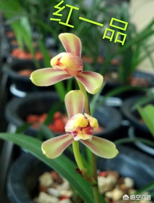 建兰图片:建兰几月开花？怎样才能让它开花更美？