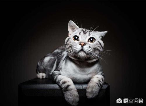 美短公猫发腮是什么意思:为什么要让猫咪发腮，怎样看猫是不是在发腮呢？