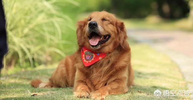 狂犬病致死率近100%，城乡养狗普遍，流浪狗泛滥，该怎么办？插图16