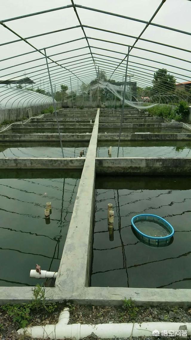 车轮虫病 斜管虫病:石斑鱼养殖越来越多，随之而来的是车轮虫病的聚集，该如何防备？