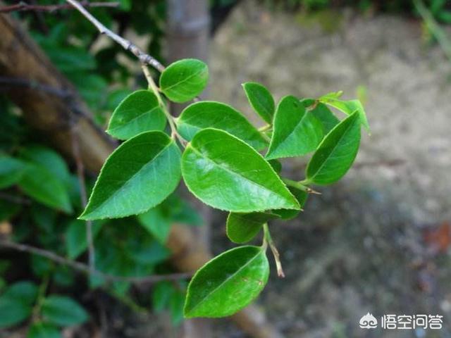 馀虹花猫的小屋:乌饭树可以大面积栽植吗？