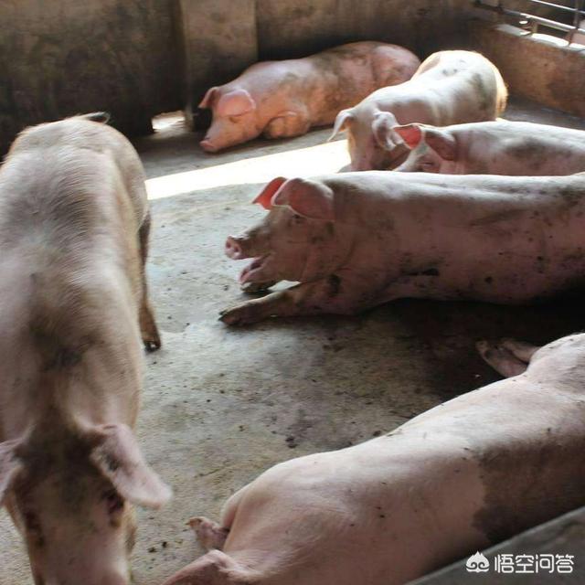 影响猪场造肉成本的因素有哪些？