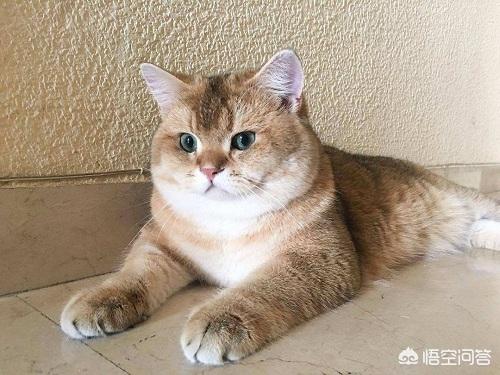 猫咪吃什么长腮？